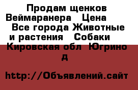 Продам щенков Веймаранера › Цена ­ 30 - Все города Животные и растения » Собаки   . Кировская обл.,Югрино д.